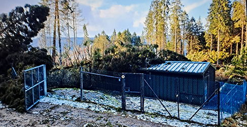 Fallen tree on Eredine Water Treatment Works during Storm Eowyn