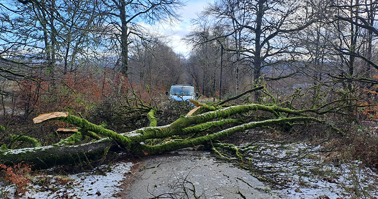 Fallen tree on access to Water Treatment Works at Inveraray during Storm Eowyn