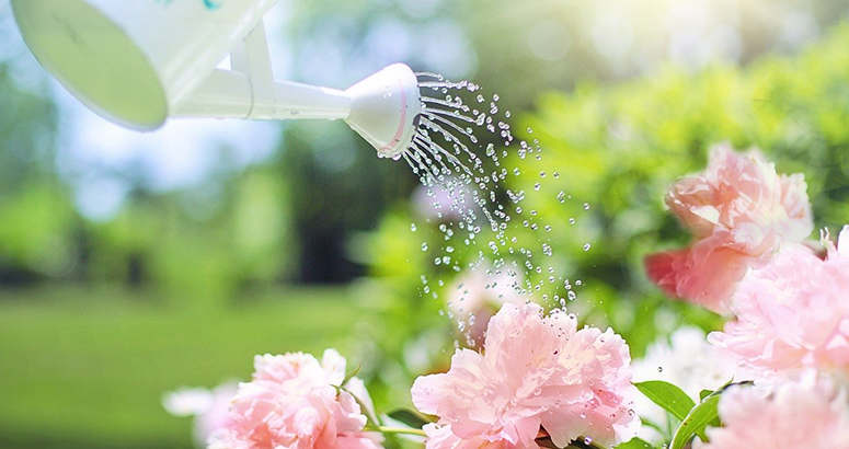 white watering can watering shrub with pink flowers