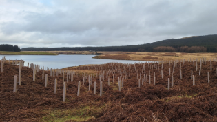 Thousands of trees planted at Glengavel Reservoir