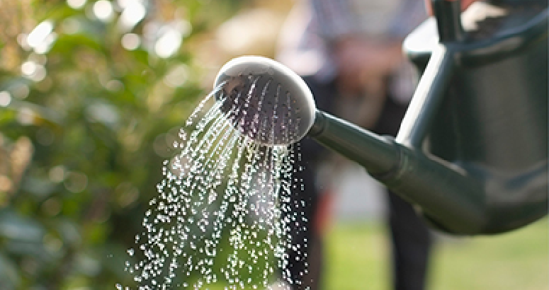 Green watering can pouring water. Greenery can be seen blurred in the background.