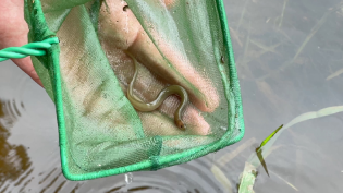 One of the eels that were found during survey work on the River Annan