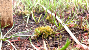 Round-leaved bryum has been translocated to Scottish Water's North Third and Loch Coulter reservoirs