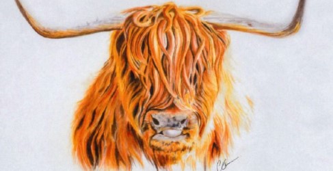 Artistic illustration of Highland Cow on Thank You Card
