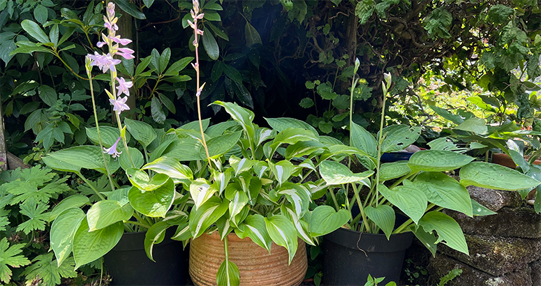 leafy green plant with delicate lilac flowers in pot outside