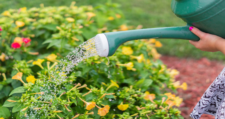 Watering can 