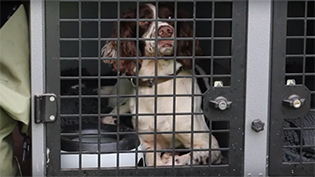 Sniffer dogs video